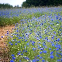 400 Seeds Of Cornflower Bachelor Button Tall Blue Heirloom Aas Winner! Non Gmo - £9.25 GBP