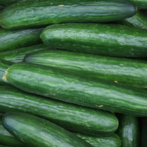 Cucumber Straight Eight 60 Seeds Pickling Too USA Fast Shipping - £10.47 GBP