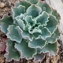 Live succulent plants Echeveria blue curls Fully rooted in 4 inch Planters Fresh - £23.71 GBP