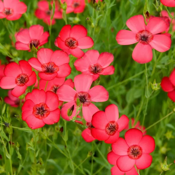 1/4 Lb Scarlet Flax Wildflower Seeds Farms Mylar Seed Packet Fresh Garden - £29.68 GBP