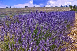 Ields blossoming purple plants van de sault vaucluse france nature background 146856715 thumb200