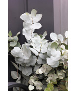 20 seed Silver Drop Eucalyptus Gunnii Cider Gum Silver Blue Foliage Flor... - £9.40 GBP