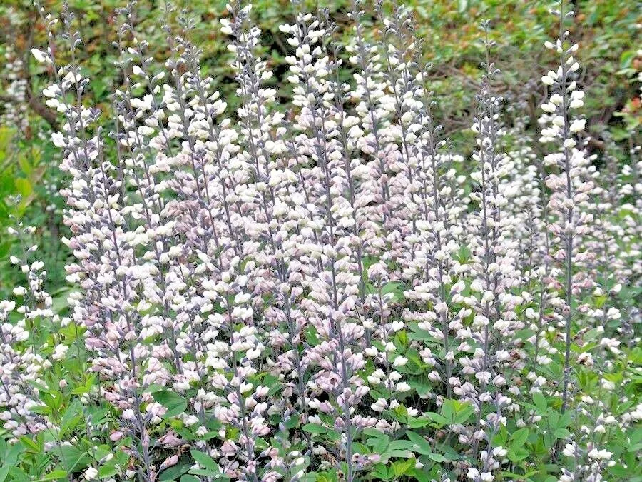 TISS 50 White Wild False Indigo Seeds Native Wildflower Perennial Garden... - $9.63