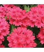 KKG 50 Coral Verbena Seeds Groundcover Tender Perennial Bees Seed Flower... - $17.37