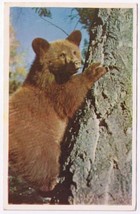 British Columbia BC Postcard Bear Cub - $2.96