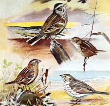 Sparrow Types And Variety 1955 Plate Print Birds Of America Nature Art D... - £19.97 GBP