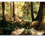 Olympic National Park Rain Forest Washington WA UNP Chrome Postcard P28 - £2.32 GBP