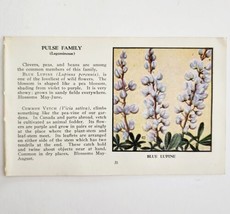 Blue Lupine Pulse Family Flower 1932 Color Plate Print Irving Lawson PGBG21B - £19.70 GBP