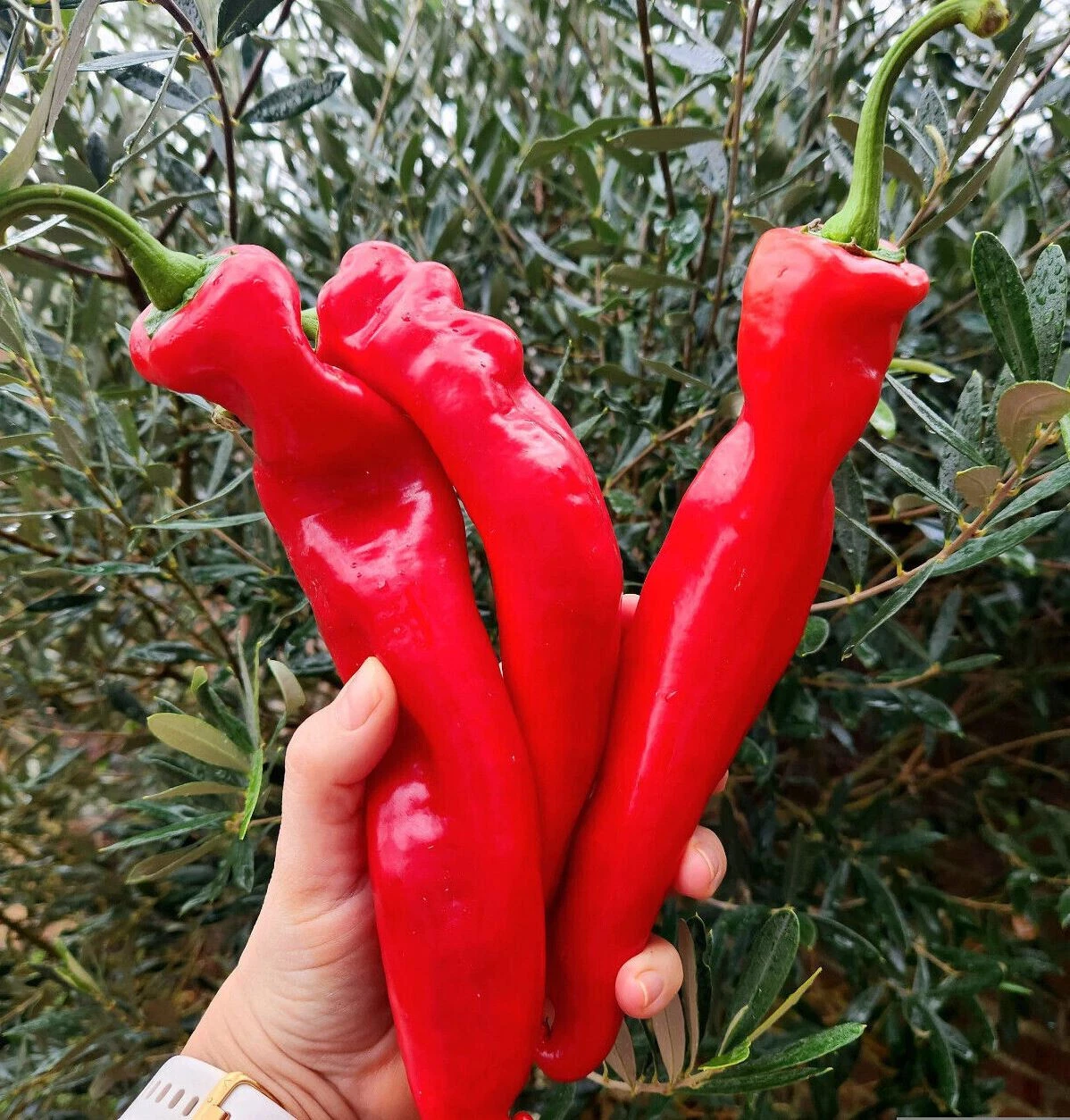 125ct Heirloom NuMex BIG Jim Hatch Chili Pepper Seeds HUGE Foot Long Mil... - $7.93