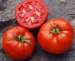 LWK 50 Seeds Rutgers Tomato Tomatoe Vegetable Easy Grow - $13.32