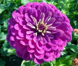Zinnia Purple Prince Heirloom 5&quot; Blooms Butterflies Pollinators 100 Seeds - £8.60 GBP