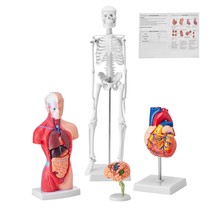 VEVOR Human Anatomy Models Bundle Set, Brain, Human Torso Body, Heart, Skeleton  - £67.17 GBP