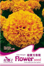 40 seeds Orange African Marigold French Marigold Herbs Tagetes Erecta Flower See - $6.99