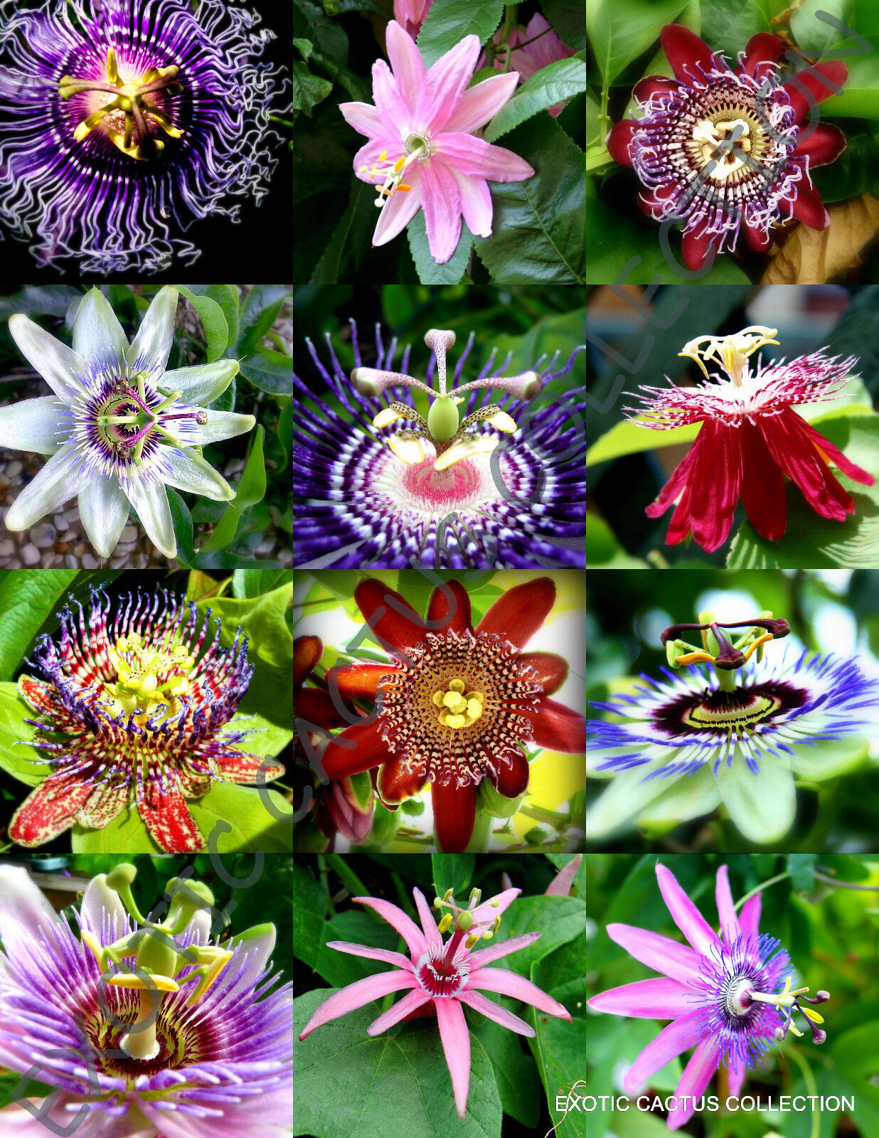 Flowering Passiflora Mix Passion Fruit Exotic Edible Sweet Vine Seed 100 Seeds G