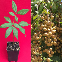 Longan Dimocarpus Dragon Eye Seedling Plant Tropical Fruit Tree - £20.09 GBP