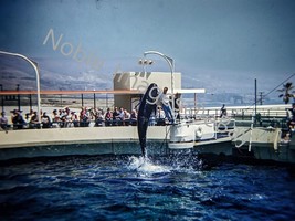 1959 Marineland of the Pacific Pilot Whale Show California Kodachrome 35mm Slide - £4.35 GBP