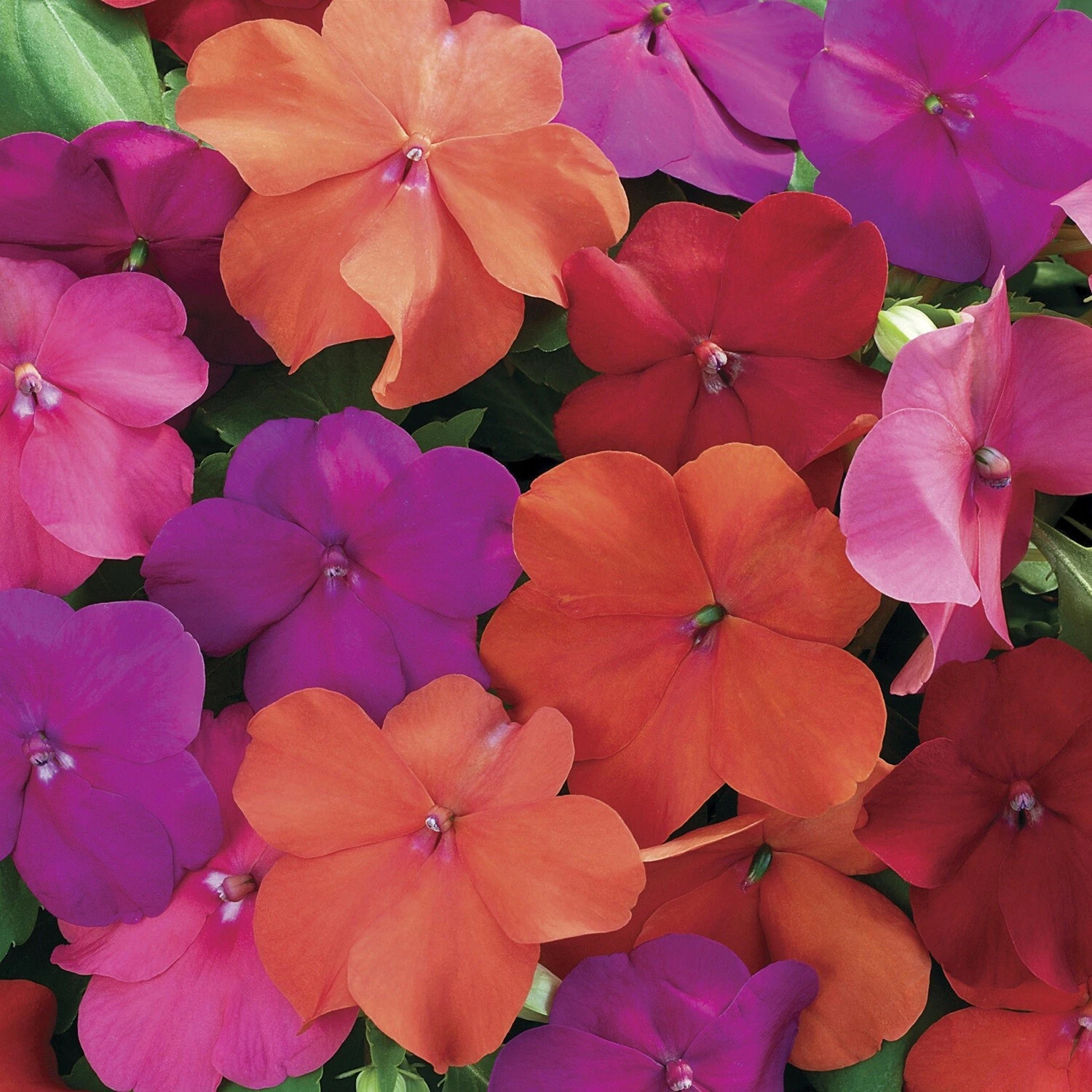 Impatiens Seeds 50 Seeds Impatiens Xtreme Mix Tango - $12.77