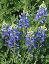 Seeds! Lupine Texas Bluebonnet Wild Flower Sun/Partial Shade Heirloom Non-GMO - £5.88 GBP