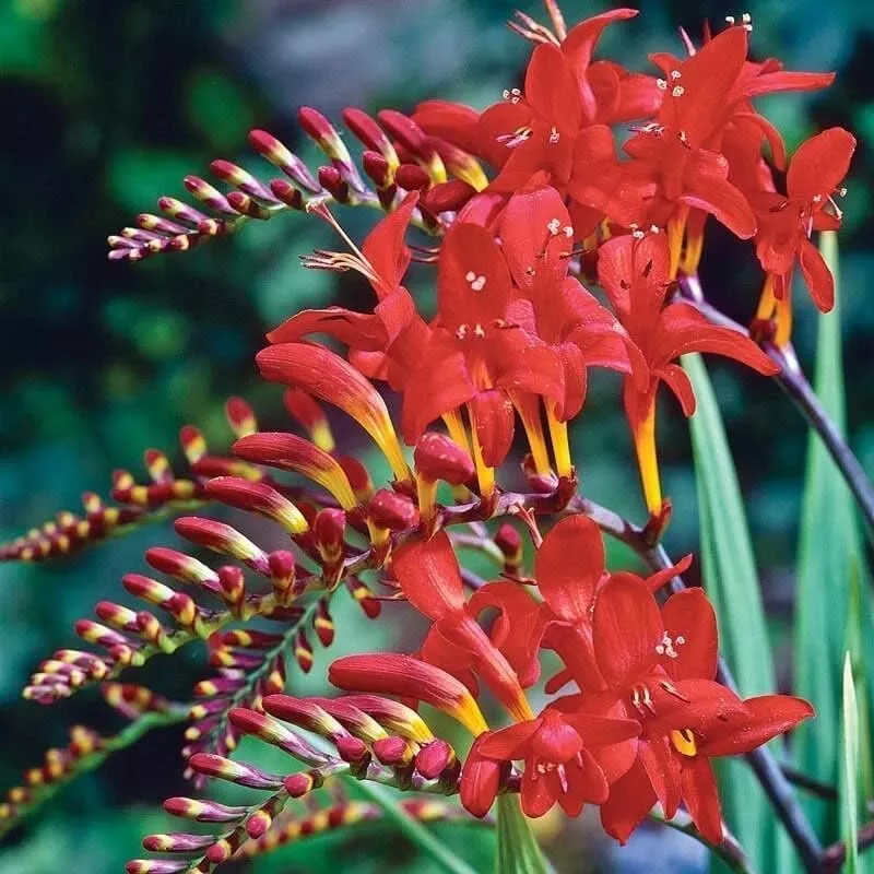 10 Red Crocosmia Flower Bulbs Easy to Grow Amazing Color - £20.66 GBP
