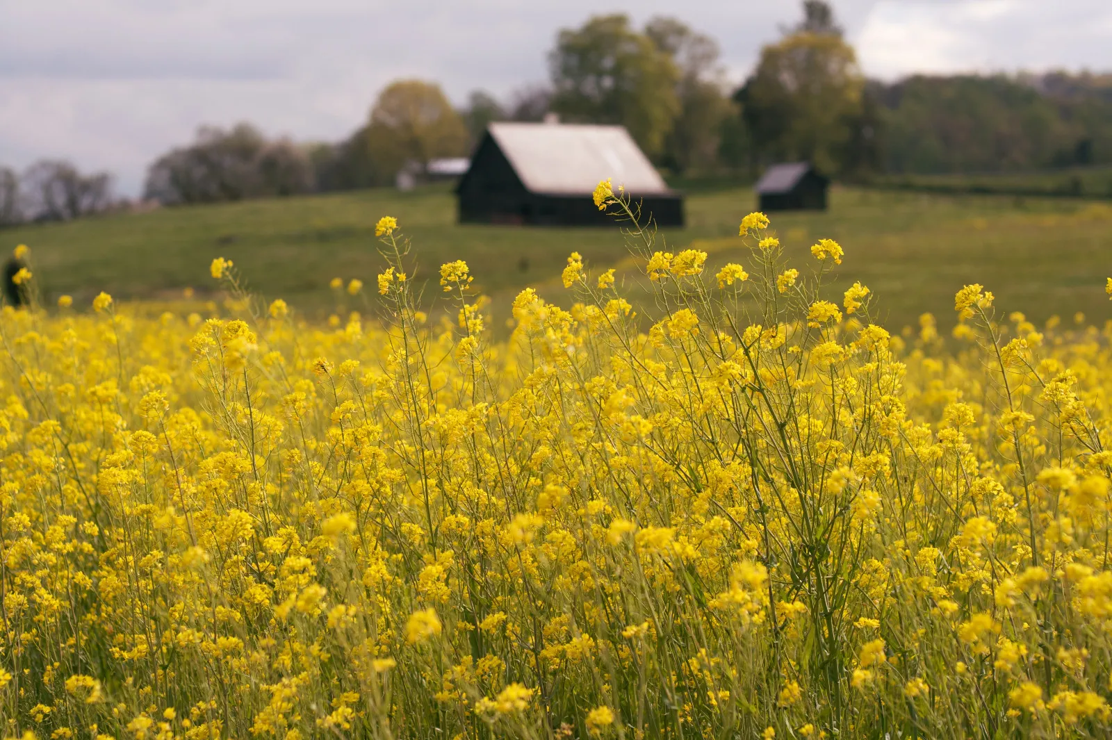 500 Old Fashioned Mustard Ragged Edge Brassica Juncea Vegetable Seeds Fresh Seed - $16.00