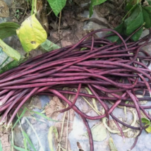 LD 15 Purplered Yard Long Bean Seeds Asian Chinese Noodle Fast Shipping - $156.57 MXN