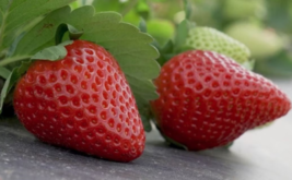 3 pack Florida Medallion Strawberry plant 6 to 8 inch Live Starter Plant - $20.99