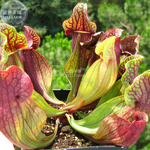 Sarracenia Purpurea Purple Pitcher Carnivorous Plant Seeds 5 Seeds Pack Real Suc - $21.98