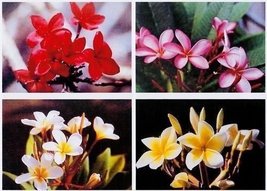 4 HAWAIIAN PLUMERIA PLANT CUTTINGS &amp; 5 GINGER ROOTS - $115.99