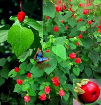 LimaJa Cornelian Cherry Tree Seeds (30 Seeds Cornus mas - £4.79 GBP