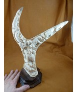 (bear-37) bear family of shed ANTLER figurine Bali detailed carving Arct... - $431.99