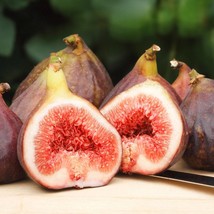 30 Common Edible Fig Tree Ficus Carica Purple Brown Skin Pink Flesh Fruit Seeds  - $7.45