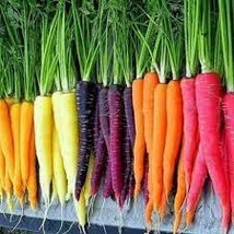 100 PCS Seeds Heirloom Rainbow Yellow White Purple Orange Red Carrot Veg... - $10.53