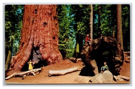 General Lee Tree Kings Canyon National Park C alifornia CA Chrome Postcard V2 - £2.29 GBP