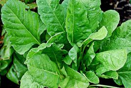 Spinach Bloomsdale Spring Giant Garden Vegetable Salad Heirloom USA 300+... - £4.32 GBP