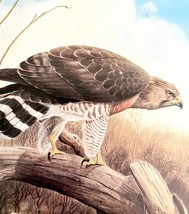 Broad Winged Hawk Art Print Color Plate Birds Of Prey Vintage Nature 197... - $34.99