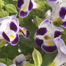 Bin#1R8D1 Torenia Seeds Torenia Little Kiss Blue &amp; White 50 Pelleted Seeds Fresh - $17.75