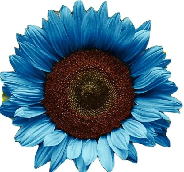 Bright Blue Sunflower Plants 50 Fresh Seeds for Planting - £14.08 GBP