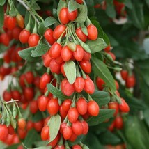 HSE 20 Goji Berry Tree Seeds to Grow an Exotic Fruit Bearing Tree - $16.49