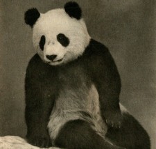 Chicago IL Field Museum Giant Panda Su Lin First Panda Out of China Postcard UNP - £3.13 GBP