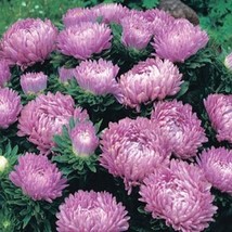Aster Milady Lilac 50 Seeds  - £5.56 GBP