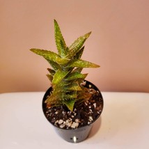Tiger Tooth Aloe, Live 2&quot; Succulent Plant, Aloe Juvenna, spiky succulent... - $9.99