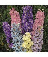 LWK 50 Millennium Star Delphinium Seeds Perennial Flower Fast Shipping - $14.96 CAD