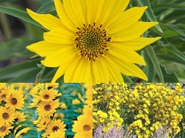100 Seeds Maximilian Prairie Sunflower Native Wildflower Heat Cold Drought Fence - £13.31 GBP