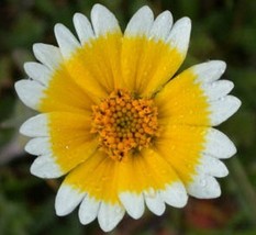 Tidy Tipslayia Platyglosa 200 Seeds From US  - $8.35