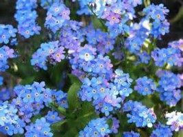 USA SELLER Beautiful Bright Forgetmenot Flowers 30 Seeds Fresh New - £14.61 GBP