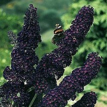 25 Seeds Buddelia Blackknight Butterfly Bush Flower Quick Bloom Heirloom Seeds E - $8.35