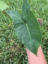 Free Shipping Borneo Giant Huge Elephant Ear Small Rooted Live Plant - $22.50