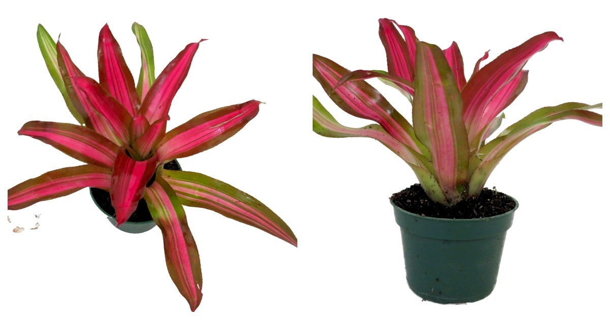 Primary image for 4" Pot - Neoregelia Tricolor Perfecta – Bromeliad Vase Plant 
