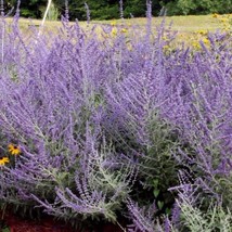 Russian Sage Seeds Perovskia Atriplicifolia Packet Of 10 Seeds USA SELLER Fast S - $17.94