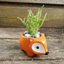 Succulent in Fox Planter, Live Plant Watch Chain Crassula muscosa 5" Orange Pot image 4